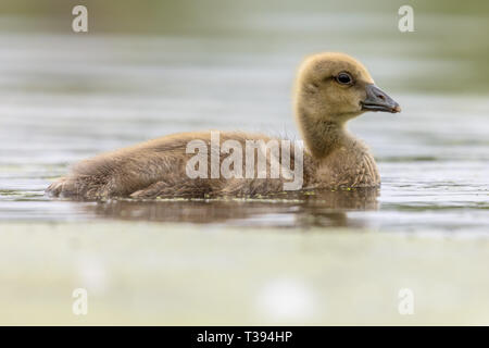 Greylag goose (Anser anser) gosling bird swimming in natural lake Stock Photo