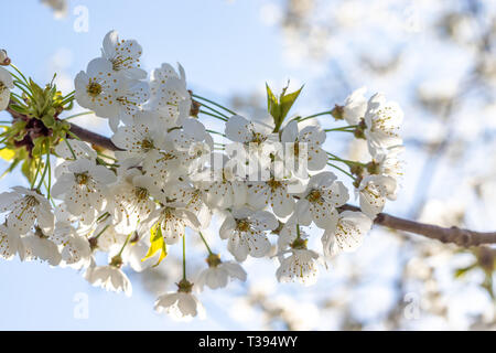 White cherry blossom closeup Stock Photo