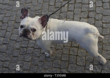 white french bulldog Stock Photo