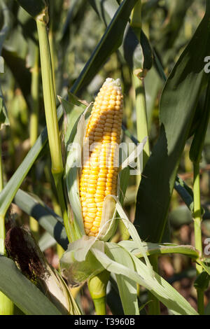 Open green foliage corn cob with yellow seeds, closeup on the field, the crop is not ripe Stock Photo