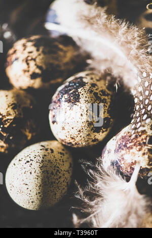 Easter holiday greeting card. Natural colored quail eggs with feathers in basket, selective focus, natural sunlight Stock Photo