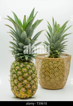 two standing pineapples with one in a basket on an isolated white background Stock Photo