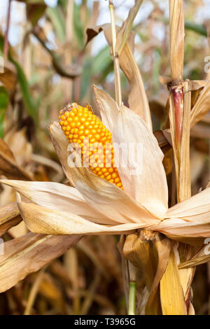 AGRICULTURAL field on which grows ready for harvest ripe yellow corn on the cob and her. Autumn season. Stock Photo