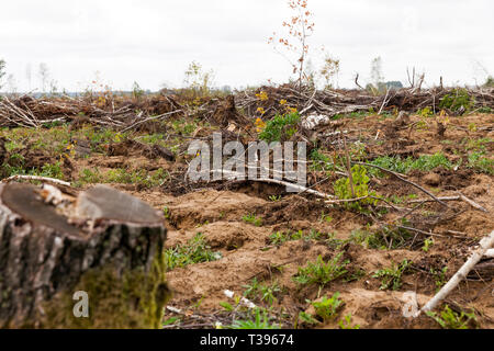 broken and pulled out of the land of birch trees after the hurricane passed. Photo forest close-up, small depth of field. Cloudy weather with gray sky Stock Photo