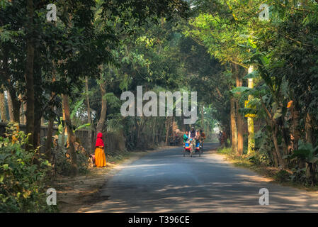 Road flanked by trees in the countryside, Bogra District, Rajshahi Division, Bangladesh Stock Photo