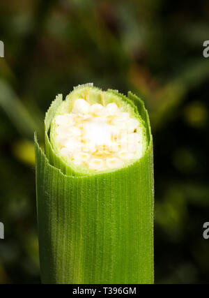 Bound across the ear of corn on the stalk of field, summer season, close-up Stock Photo
