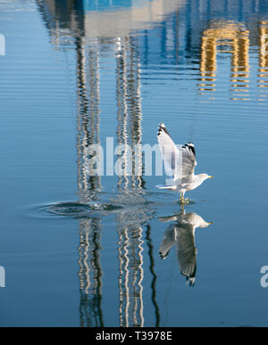 Ring-billed gull landing on lake, leaving clear ripples on the surface. Black tipped wings on the white seagull are open in flight. Arty reflections. Stock Photo