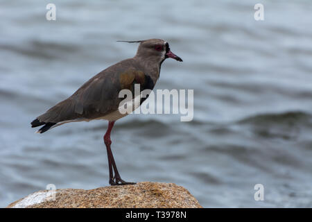 2019, January. Florianopolis, Brazil. Close up of a lapwing, on a rocky region in the Conceicao Lagoon. Stock Photo