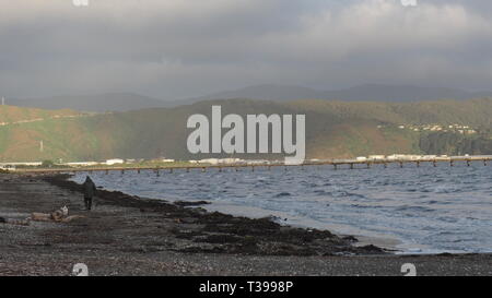 A man and his dog walk on Petone Beach on a late autumn afternoon after a storm Stock Photo