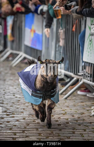 London, UK. 7th April, 2019. 11th Annual Oxford vs Cambridge Goat Race at Spitalfields City Farm in east London. Credit: Guy Corbishley/Alamy Live New Stock Photo