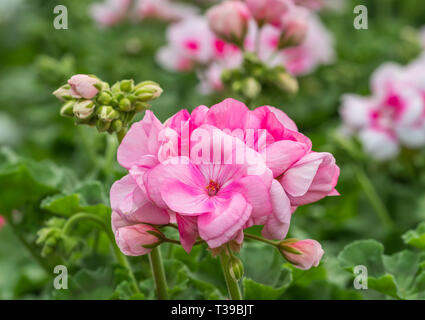 Pink Pelargonium x hortorum (Zonal Geraniums) plant flowering in Spring in West Sussex, UK. Pink flowers. Stock Photo