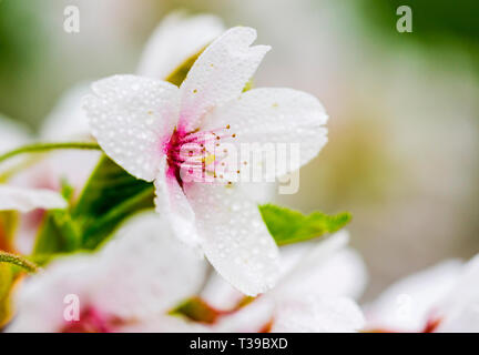 Wild Cherry Trees in Springtime Stock Photo