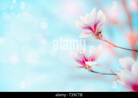 Spring nature background with pretty magnolia blooming at blue sky with bokeh. Springtime outdoor concept. Magnolia tree blossom Stock Photo