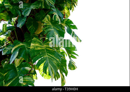 Golden pothos Isolate Betel leaf spotted white background Stock Photo