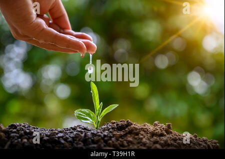 In the hands of trees growing seedlings. Bokeh green Background Female hand holding tree on nature field grass Forest conservation concept Stock Photo