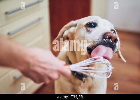 Dog with his owner in home kitchen. Labrador retriever licking whipped cream.