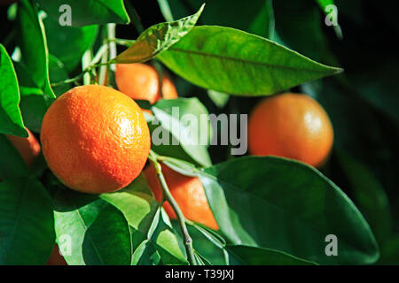Oranges on a tree Stock Photo