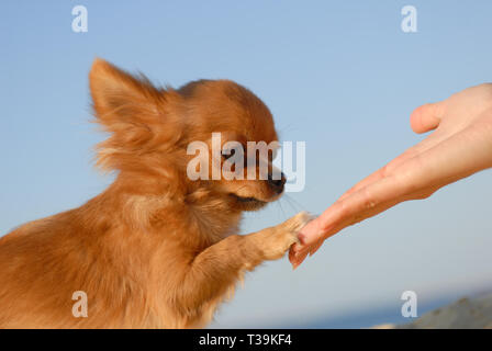 tender touch handshake of young woman hand and little cute sweet puppy of chihuahua pet dog outdoors blue sky Stock Photo