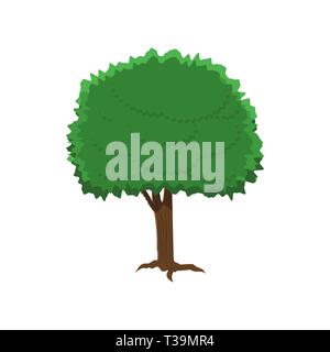 chestnut tree in flat style isolated on white. vector illustration Stock Vector