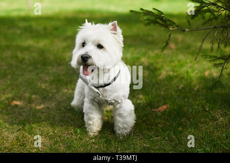 Cute white scottish terrier in bow tie posing on the green grass at sunny summer day. Stock Photo