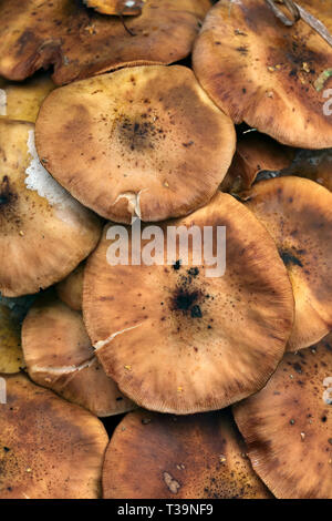 A cluster of Honey Fungus (Armillaria mellea) growing on a dead tree trunk in Grass Wood, an ancient woodland in Wharfdale, North Yorkshire. Stock Photo