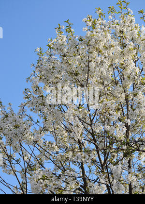 Sour cherry in bloom. Flowering prunus cerasus tree. Stock Photo