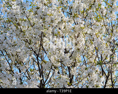 Sour cherry in bloom. Flowering prunus cerasus tree. Stock Photo