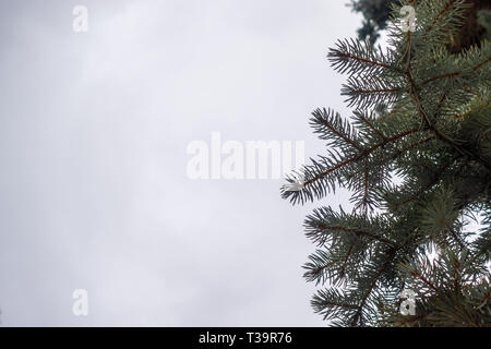 Green spruce branches against a gray cloudy sky. Background image with copy space. Stock Photo