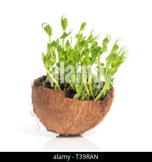 Micro green of peas in coconut on white background Stock Photo