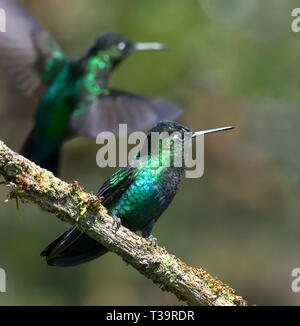 While eyeing objects to the left a Fiery-throated Hummingbird conserves energy by resting on a mossy branch Stock Photo