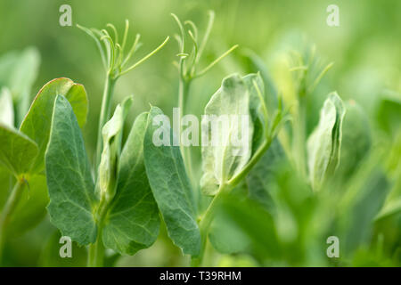 Fresh micro greens gowing peas sprouts for healthy salad Stock Photo