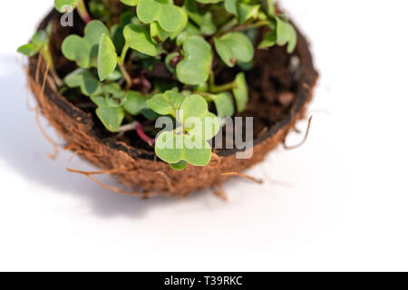 Microgreen sprouts raw sprouts, healthy eating concept in coconut on white background Stock Photo