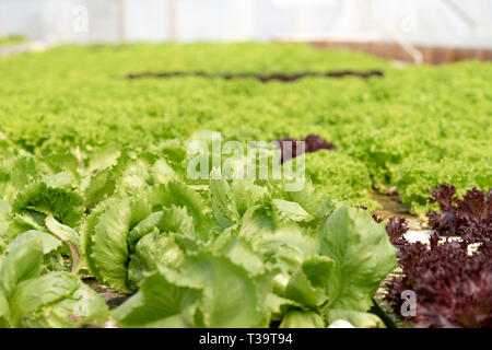 Grow salad in greenhouse pure eco frendly agriculture Stock Photo