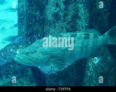 Triggerfish in the reef near Dubai Stock Photo