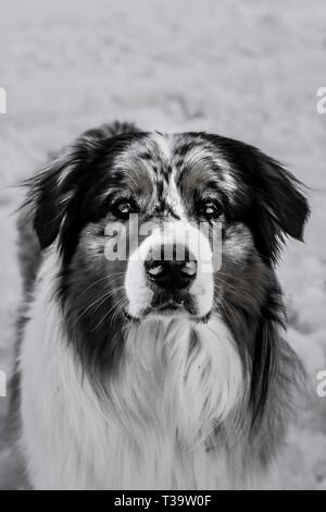 Stunning Australian Shepherd Dog in Snow Portrait (beautiful eyes), Tignes, France. Stock Photo