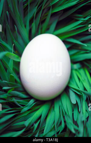 Single blank Easter egg hidden in grass Stock Photo