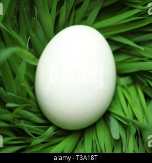 Single blank Easter egg hidden in grass Stock Photo