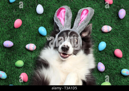 Happy dog with bunny ears surrounded by Easter eggs Stock Photo