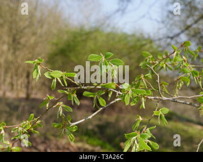European hornbeam [Carpinus betulus] in spring time Stock Photo