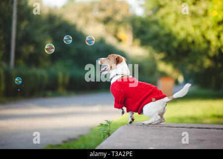 Dog run and play on the street. Autumn, Jack Russell Terrier Stock Photo