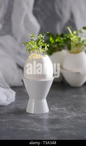 microgreens in the eggshells, easter concept Stock Photo