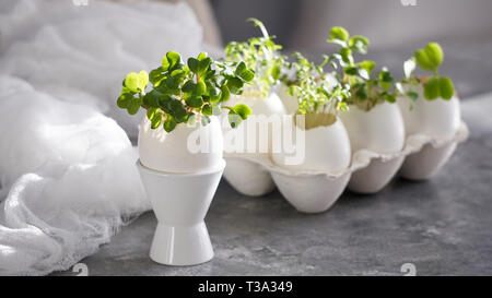 microgreens in the eggshells, easter concept Stock Photo