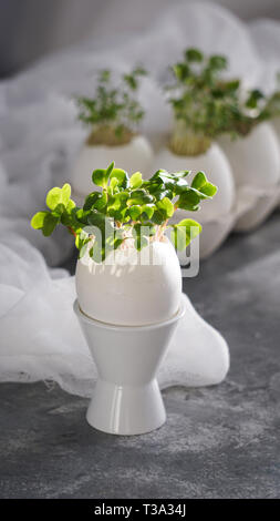 microgreens in the eggshells, easter concept Stock Photo