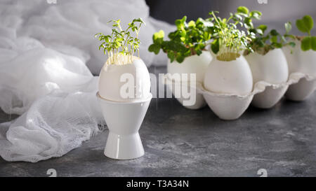 microgreens in the eggshells, easter concept Stock Photo
