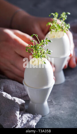 microgreens in the eggshells, easter concept, easter eggs Stock Photo