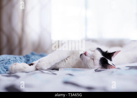 A happy and relaxed white cat with black markings is sleeping on a bed at home