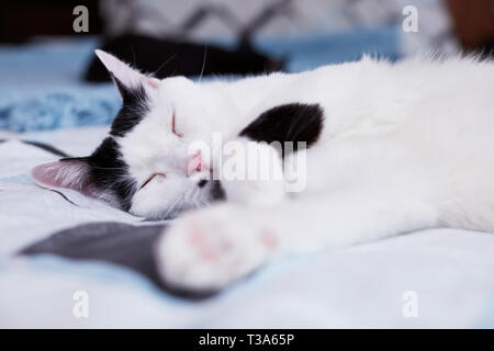 A happy and relaxed white cat with black markings is sleeping on a bed at home