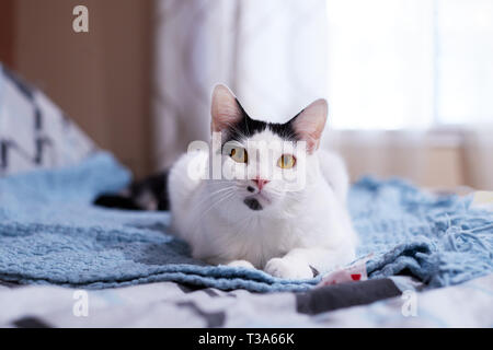 A friendly white cat with black markings and yellow eyes is relaxing on a blue blanket