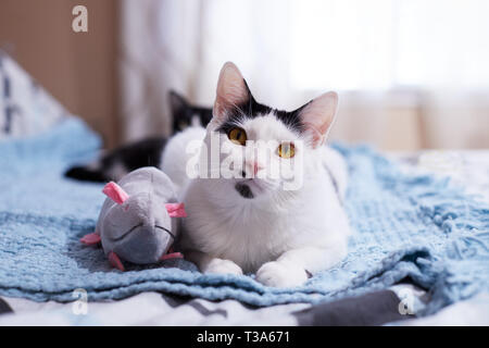 A young white cat with black markings is sitting on a blue blanket next to a stuffed rat or mouse toy