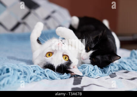 Two young cats are playing and wrestling with each other and rolling over
